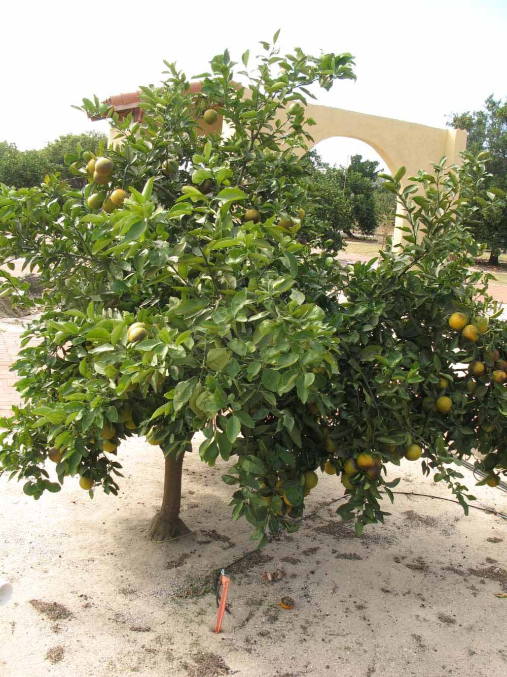              Bark (Winter Haven, FL)       